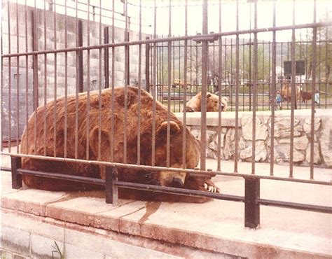 Demythologizing Arctotherium, the Biggest Bear Ever .
